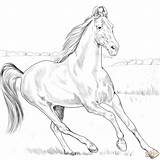 Marwari Pferde Ausmalbilder Ausmalbild Teke Arabian Akhal Regarding Caballos sketch template
