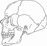 Skull Anatomy Blank Coloring Human Drawing Pages Skeleton Diagram Line Axial Labels Side Label Sheet Simple Bones Rocks Printable Color sketch template