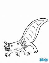 Coloring Axolotl Salamander Mexican Pages Color Hellokids Sheet Animal Designlooter Printable Sea Print Online Animals 1kb sketch template