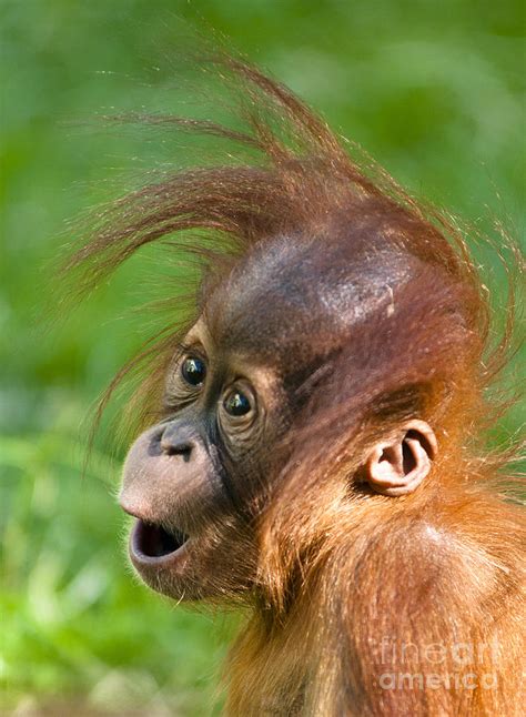 baby orangutan photograph  andrew michael