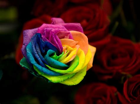 real rainbow rose