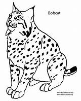 Coloring Bobcat Pages Getcolorings sketch template