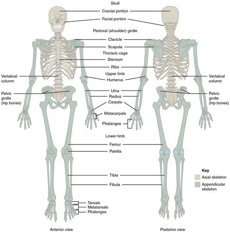 divisions   skeletal system anatomy  physiology