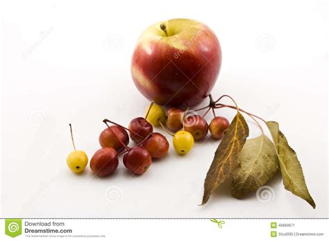 apple small apples   royalty  stock   dreamstime
