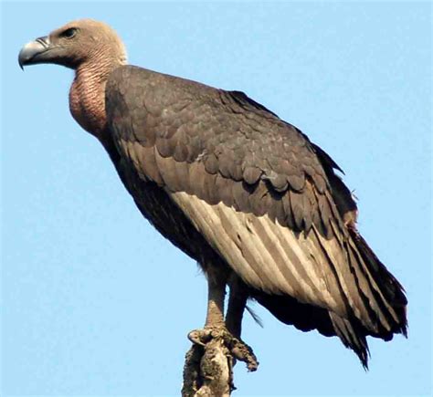 vulture  life  animals