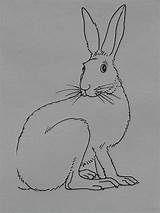 Hare Coloring Animal Pages Pixabay sketch template