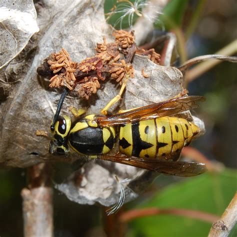western yellow jacket wasps identification prevention control