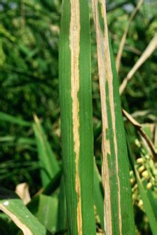 rice bacterial leaf blight