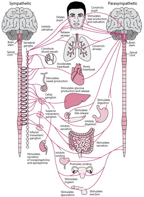 Introduction To The Autonomic Nervous System Foundations Of