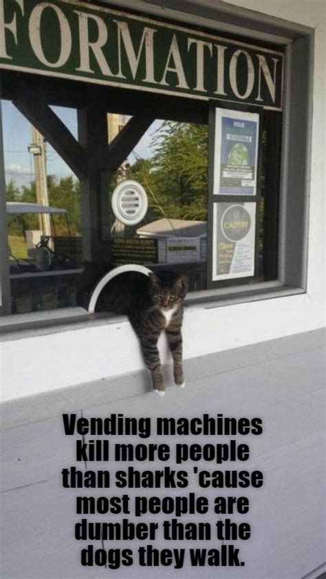 information cat informs lolcats lol cat memes funny cats