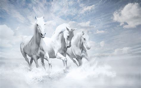 white horses hd laptop full hd p hd  wallpapers images