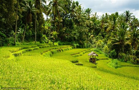 Download Wallpaper Rice Fields Bali Landscape Free Desktop Wallpaper