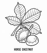 Conkers Coloring Illustrations Chestnut Horse Book Autumn Stock Children sketch template