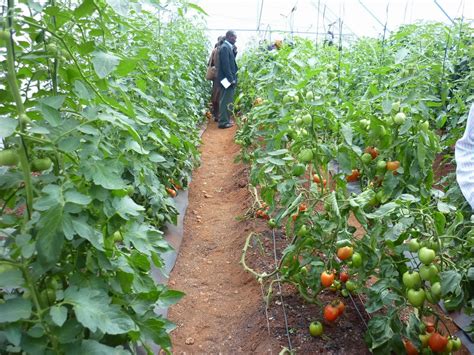 business ideas small business ideas   planting tomatoes  business tomatoes farming