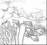 Reef Coral Drawing Barrier Great Coloring Pencil Ecosystem Ocean Drawings Underwater Sea Pages Draw Sketch Fish Clipart Printable Template Easy sketch template