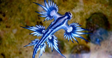 captivating blue dragon washes   australia discovery blog discovery