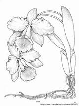 Orchid Orchids Cattleya Pintadas Orquideas sketch template