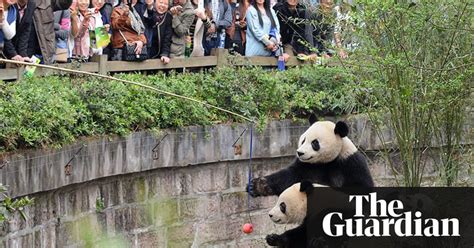 Pandas At Play In China In Pictures Travel The Guardian