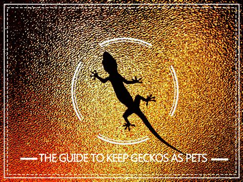 gecko care  complete guide   geckos  pets pest wiki