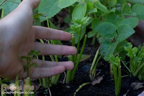grow chinese celery celery herbs growing