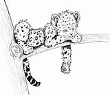 Leopard Baby Coloring Pages Animal Drawings Cartoon Drawing Snow Sketches Cheetah Cute Animals Printable Leapord Print Sketch Drawn Getdrawings Color sketch template