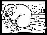 Beaver Bever Castor Ausmalbilder Biber Malvorlagen Colorat Dieren Colorare Castores Bevers Desene Mewarnai Berang Planse Coloring4free Malvorlage Kleuterdigitaal Colorier Animale sketch template