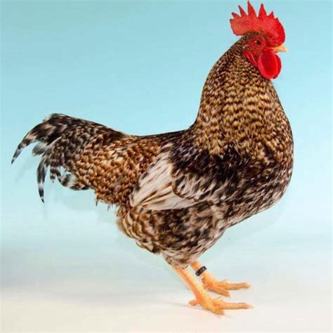 breed gallery and the poultry club of great britain