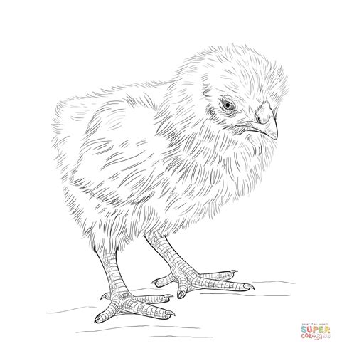 hen coloring pages  kids  getcoloringscom  printable