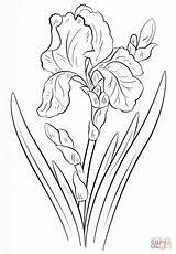 Iris Coloring Flower Popular Pages sketch template