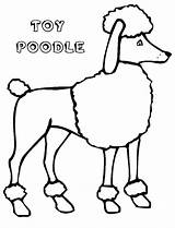 Poodle Coloring Pages Printable Toy Clipart Cartoon Poodles Template Drawing Line Getdrawings Draw Drawn Size Tall Print Library Colouring Getcolorings sketch template