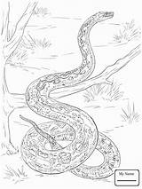 Python Coloring Burmese Pages Getdrawings Snake Realistic Color Getcolorings sketch template