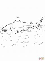 Mako Leuca Squalo Designlooter Sharks sketch template