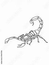 Scorpion Maquette Fichiers Similaires sketch template