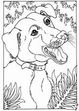 Coloring Bastard Bloodhound Pages Adult Getdrawings Getcolorings sketch template