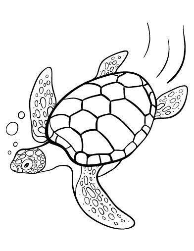 pin  diane  art traceable turtle coloring pages turtle drawing