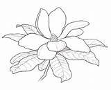 Magnolia Flower Coloring Outline Drawing Flowers Tree Pages Tattoo State Drawings Printable Kids Applique Templates Line Sketch Template Preschool Colouring sketch template