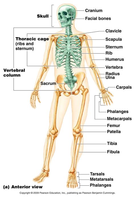 human anatomy complete bone list