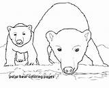 Coloring Bear Pages Cub Polar Printable Color Print Getcolorings Getdrawings Scout sketch template