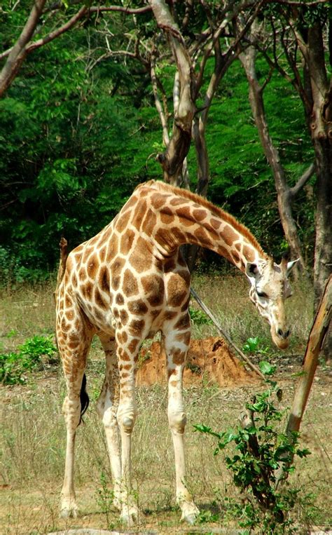 giraffe   photo  freeimages