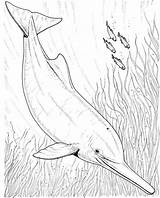 Dolphin Coloring Pages Realistic Drawing Dolphins Print River Adult Colouring Boto Drawings Ganges Kids Animals Enjoy Getdrawings sketch template