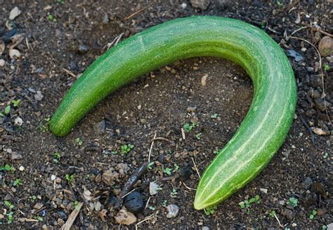 odd shaped cucumber i needed some pictures for big stock p… flickr