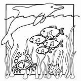 Coloring Pages Kids Sea Animal Choose Board Under Sheets sketch template