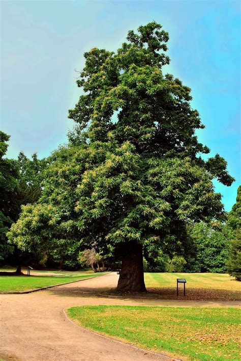 european chestnut information   grow  european chestnut tree