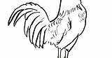 Rooster Coloring Head Pages Drawing Adults Color Printable Getcolorings Print Clipartmag Getdrawings sketch template