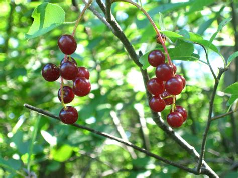 wild cherry facts health benefits  nutritional