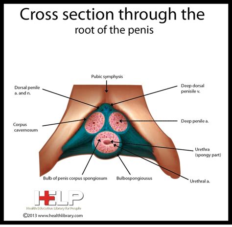 32 Best Images About Male Reproductive System On Pinterest