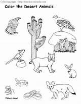 Animals Desert Coloring Pages Timeless Miracle sketch template