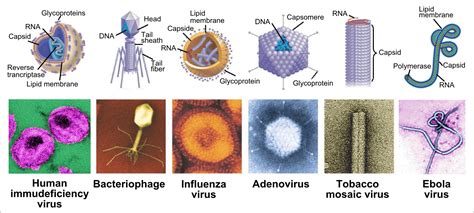 viruses   organism