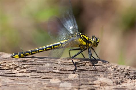 citizen scientists reveal stark decline   enigmatic common