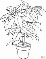 Poinsettia Coloring Pages Christmas Flower Printable Color Print Kids Drawing Clipart Pot sketch template